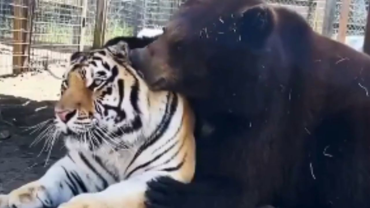 Heartwarming Bear and Tiger Cuddle Video Captivates the Internet​