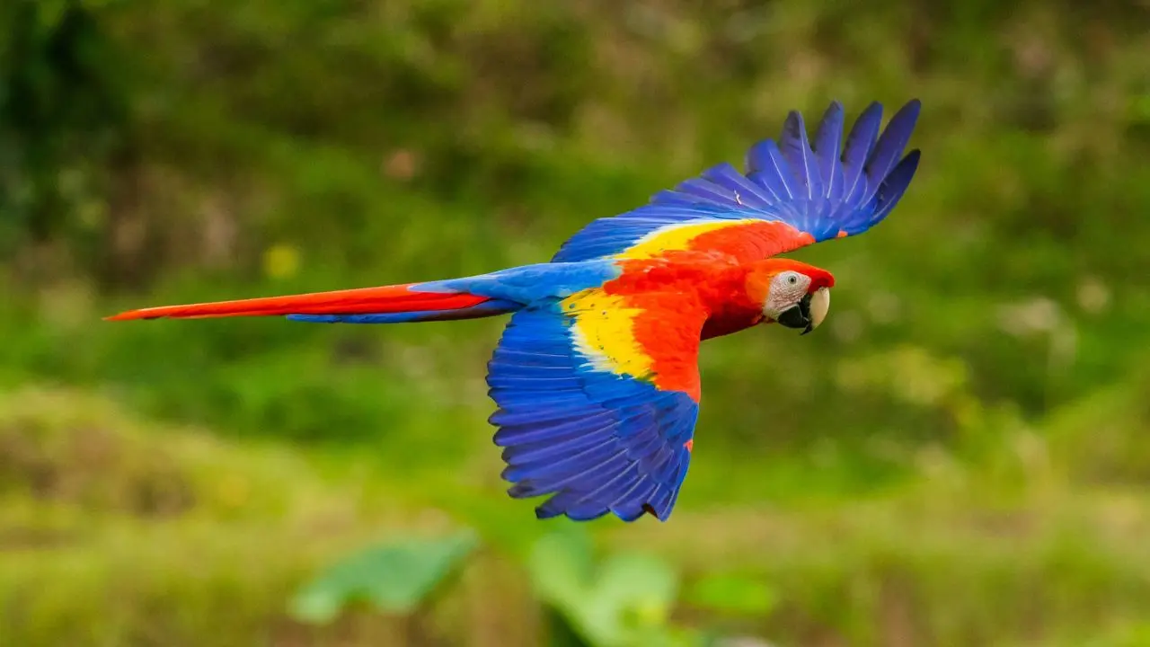 Beautiful Colorful Parrot Flying