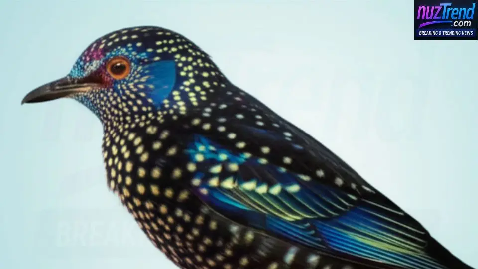 Bird wing showing vibrant ultraviolet (UV) feather patterns invisible to the naked eye