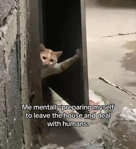 Cat Getting Mentally Prepared for Meeting Humans