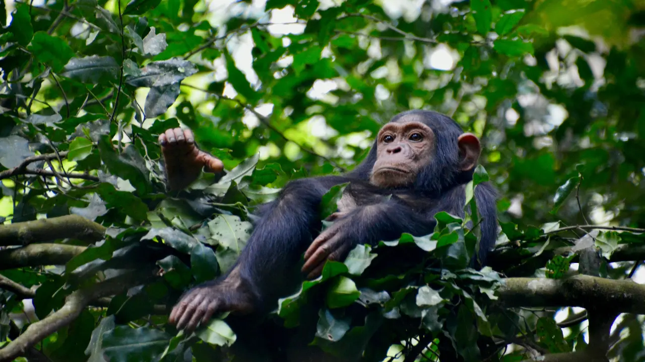 Interesting facts about chimpanzee intelligence and social behavior