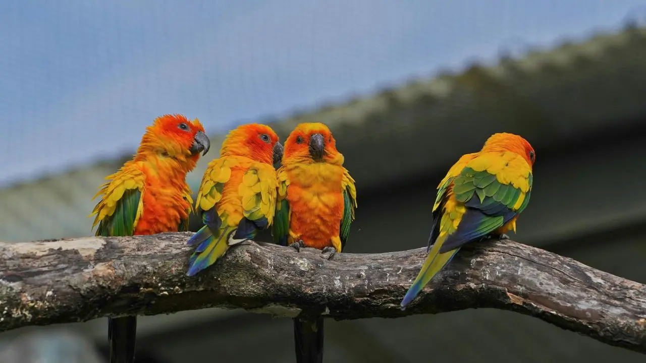 Colorful Parrots Sitting Together on a Tree Branch