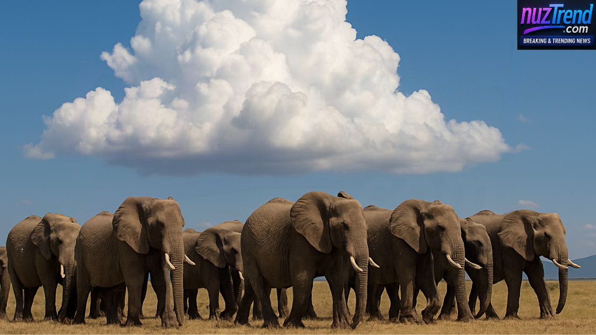Cumulus cloud compared to weight of 200 African elephants
