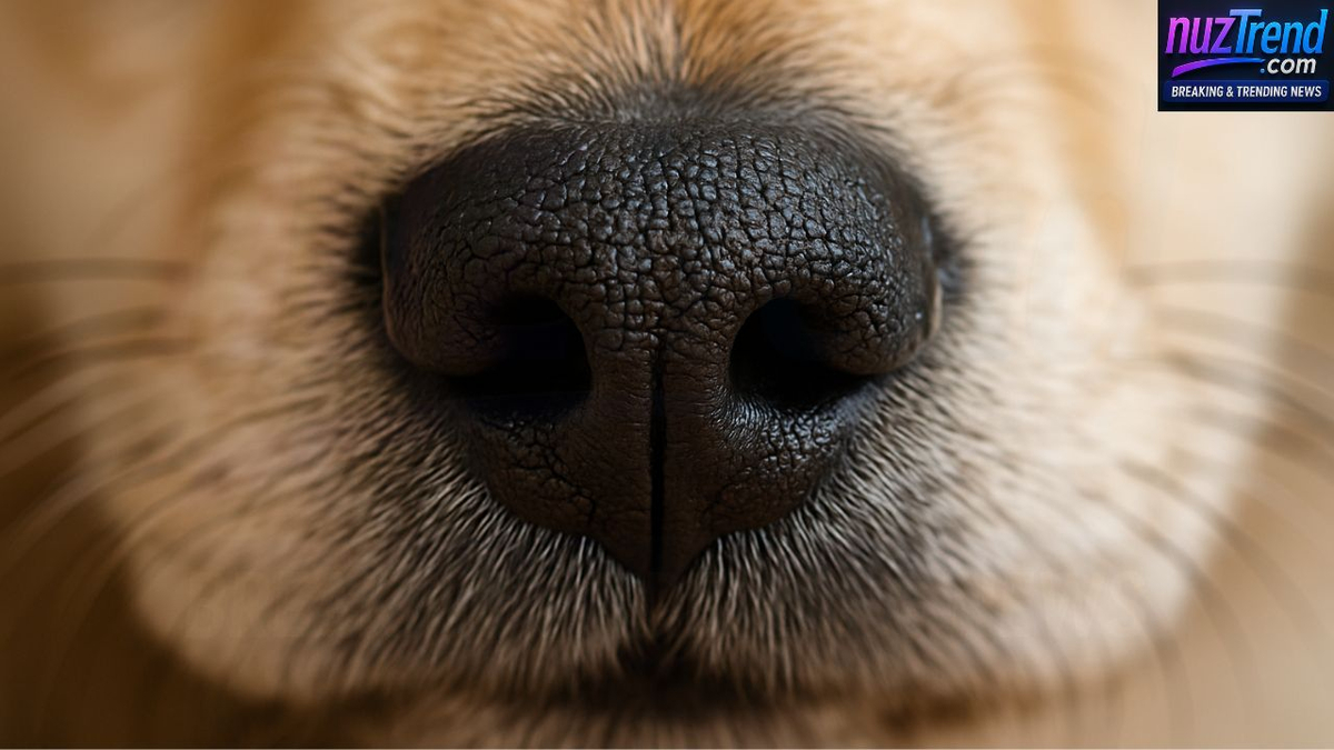 Close-up of a dog's nose showing unique rhinarium texture for identification