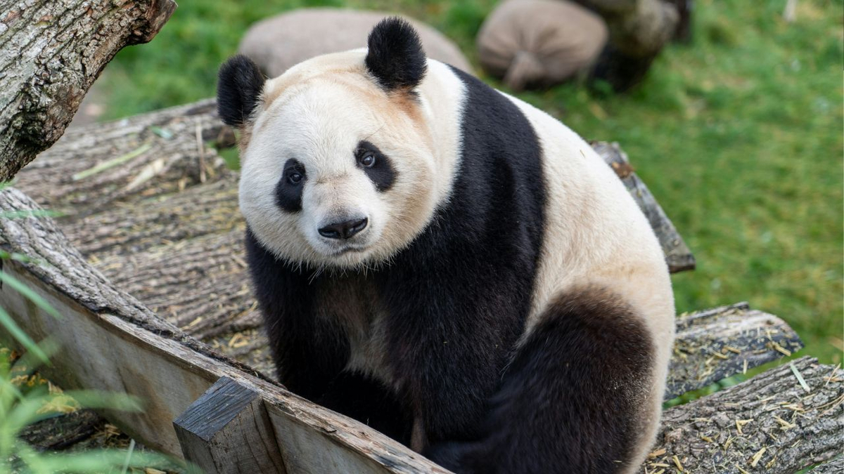 Japan’s Municipalities Compete to Host Pandas as Tourism Boost in 2025