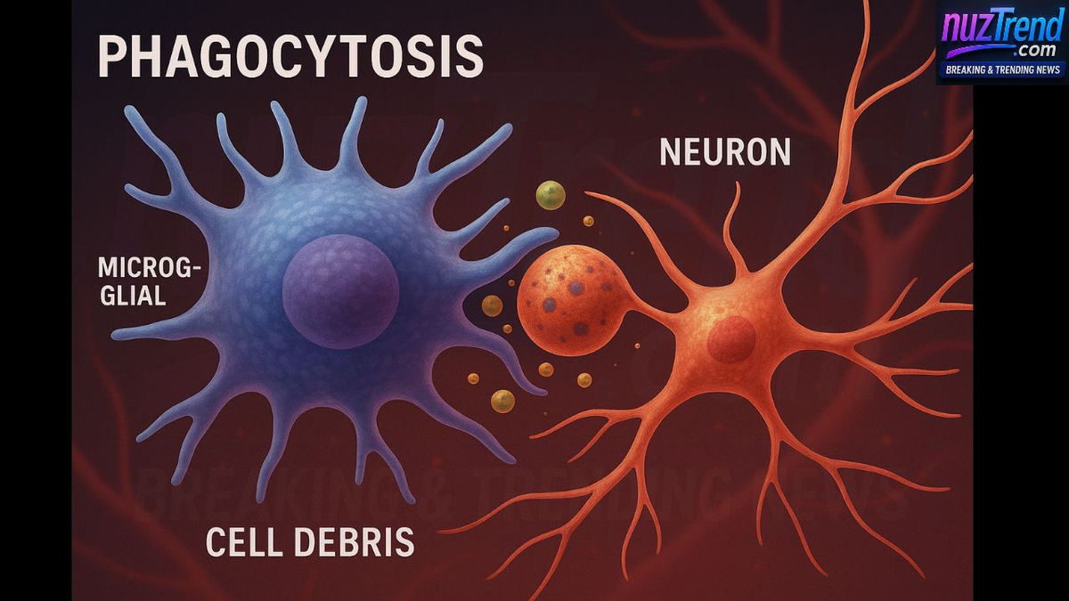 Illustration showing the process of phagocytosis in the human brain