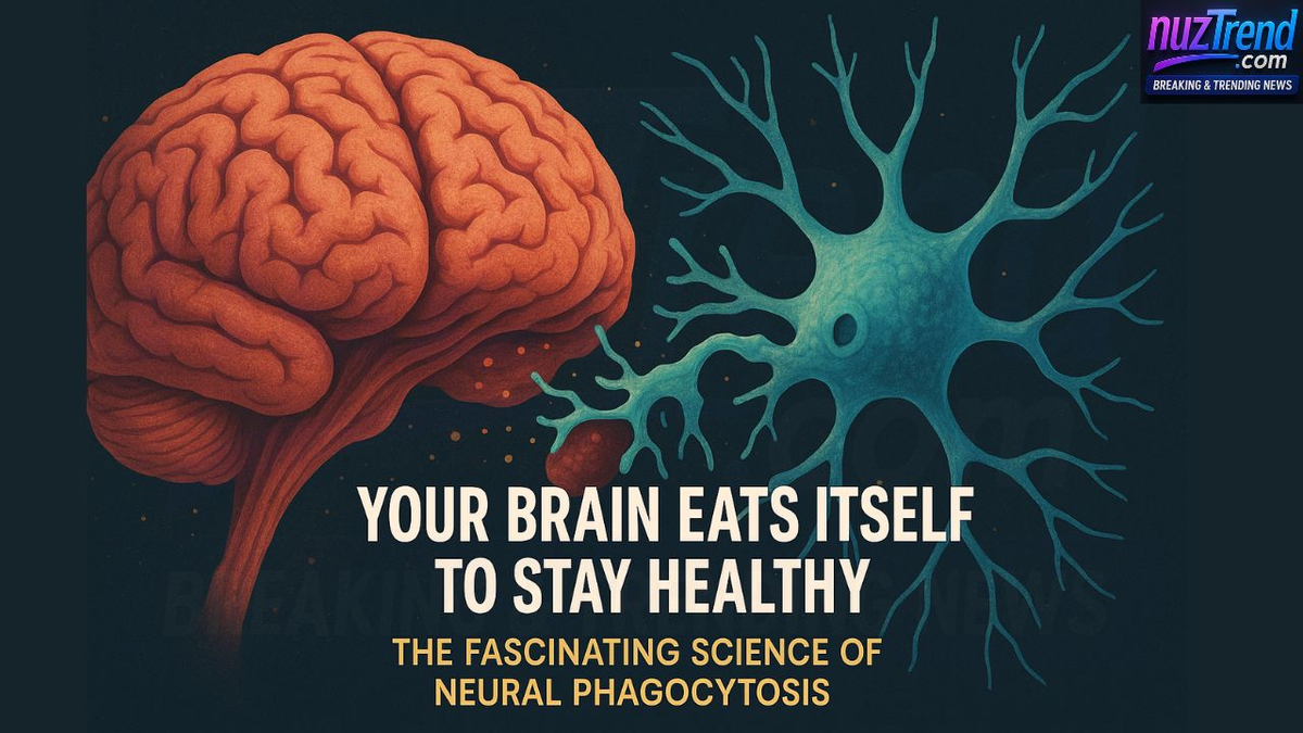 Your Brain Eats Itself to Stay Healthy: The Fascinating Science of Neural Phagocytosis